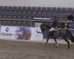 jumper Meta (Hanoverian, 2008, from Montender)