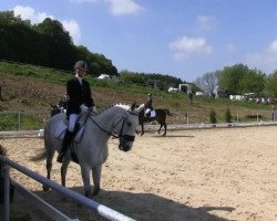 dressage horse Soraya del Sol (Hanoverian, 2008, from Stedinger)