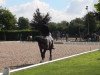 dressage horse Djamila 41 (Westphalian, 2007, from Davignon I)