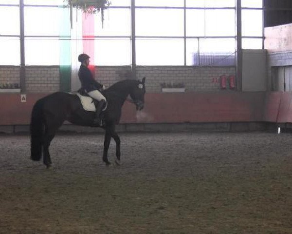 dressage horse Sullivan Grump H.F. (Oldenburg, 2008, from Spielberg)