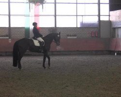 dressage horse Sullivan Grump H.F. (Oldenburg, 2008, from Spielberg)