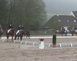 dressage horse Skyline 67 (Westphalian, 2008, from Swarovski)