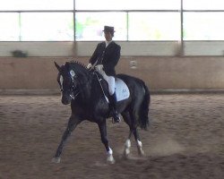 dressage horse Golden Fiction 2 (Trakehner, 2003, from Biotop)