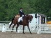 dressage horse Ravallo 24 (Rhinelander, 2005, from Rubens)