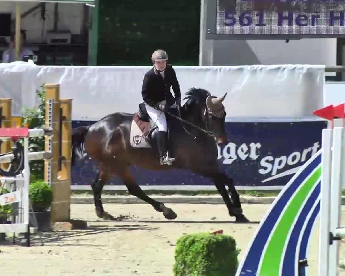 dressage horse Her Hattrick (Hanoverian, 2005, from His Highness)