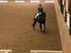 dressage horse London Boy 3 (Hanoverian, 2009, from Londontime)