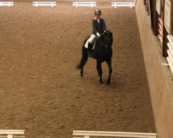 dressage horse London Boy 3 (Hanoverian, 2009, from Londontime)