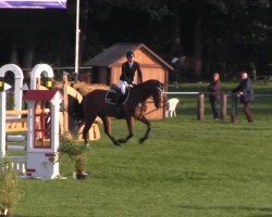 jumper Lipari 8 (Hanoverian, 2009, from Hh Linton)