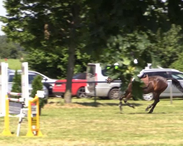 Springpferd Bella Donna 108 (Deutsches Reitpony, 1999, von Naxus)