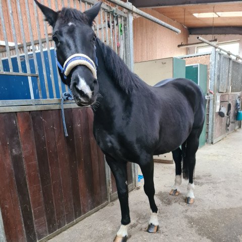 broodmare Roxana (Hanoverian, 2011, from Rascalino)