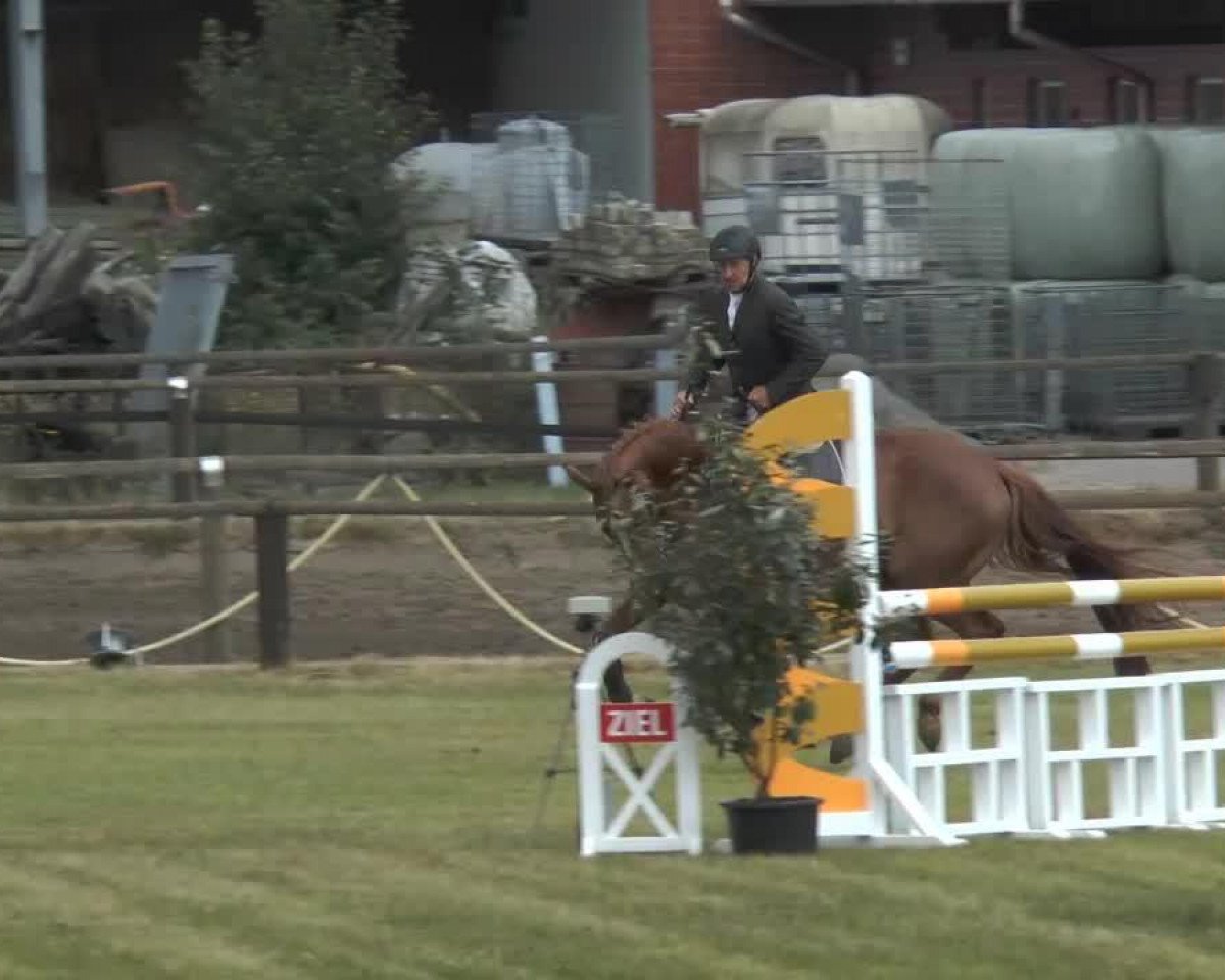 Springpferd Camilla 126 (Hannoveraner, 2007, von Quidam's Rubin)