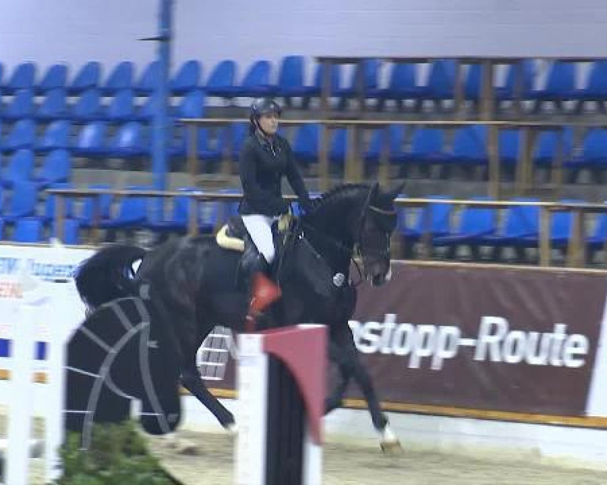 Springpferd New Generation 4 (Hannoveraner, 2009, von Now Or Never M)