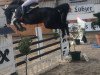 jumper Balou du Silva (Oldenburg, 2006, from Balou du Rouet)