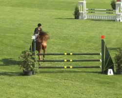 jumper Conradi 10 (Hanoverian, 2009, from Converter I)