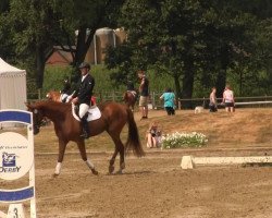 dressage horse Beppo 54 (Westphalian, 2009, from Basic)