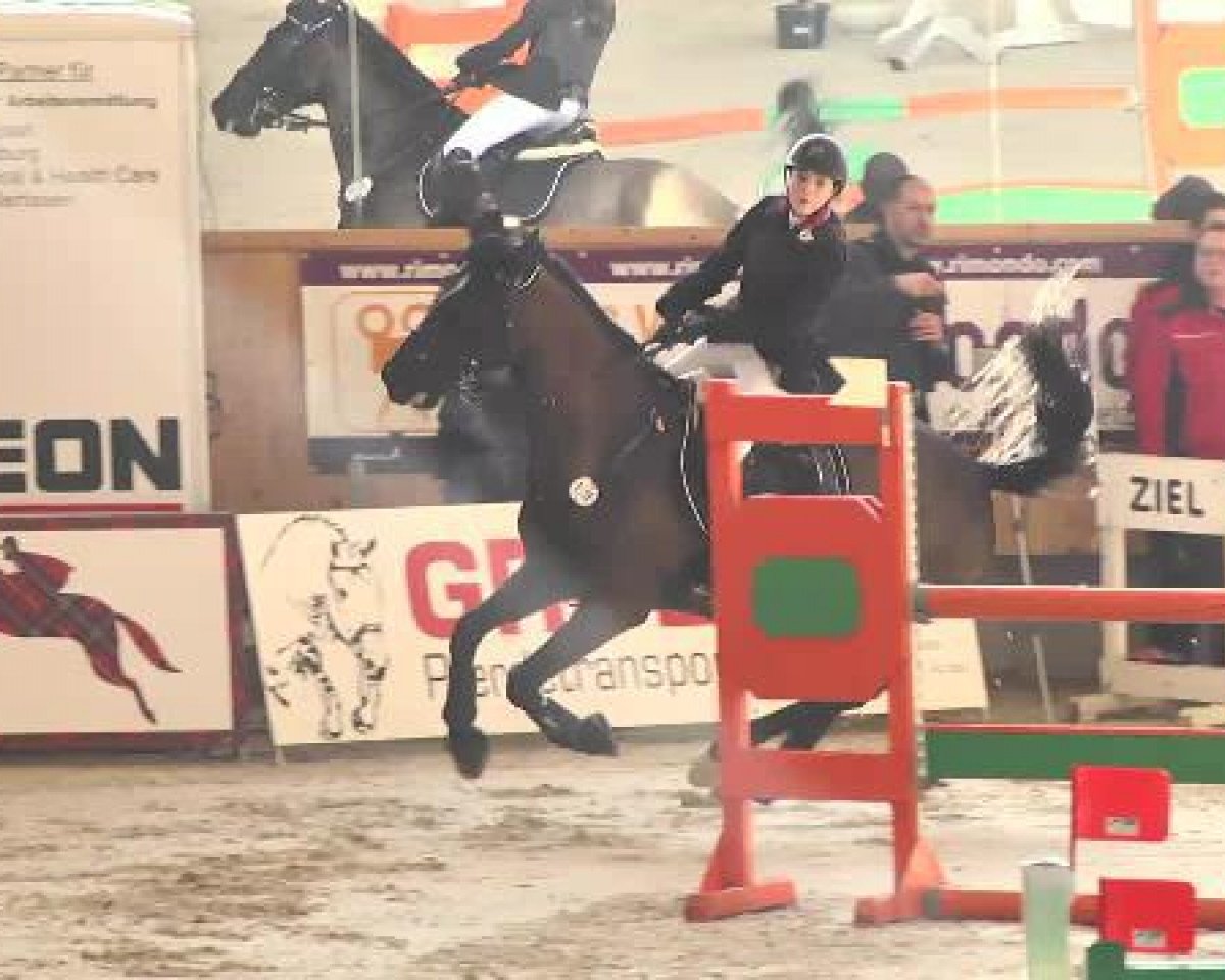 jumper Chorizo Chico (KWPN (Royal Dutch Sporthorse), 2009, from Corland)