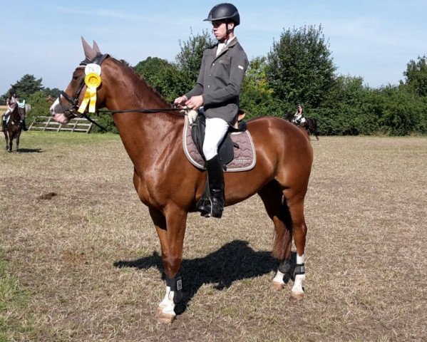 dressage horse Quintana 61 (Hanoverian, 2009, from Quaterback)