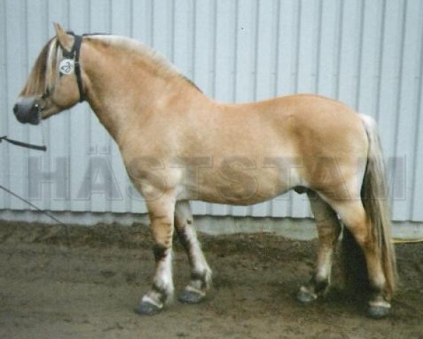 stallion Priffe 161 SWE (Fjord Horse, 1986, from Frej 76 SWE)