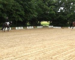 dressage horse Daloa 2 (Westphalian, 2008, from Dancing Dynamite)