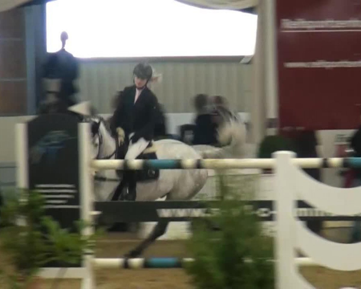 Springpferd Al Hawajer Calino (KWPN (Niederländisches Warmblut), 2007, von Lord Z)