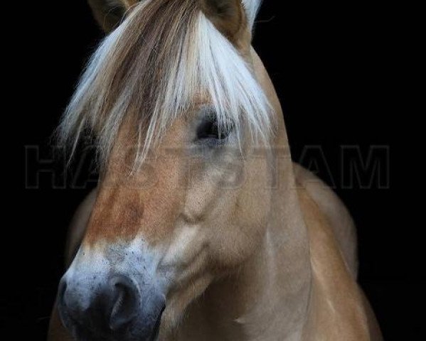 stallion Hamlet 231 SWE (Fjord Horse, 2001, from Cheen Femtio)