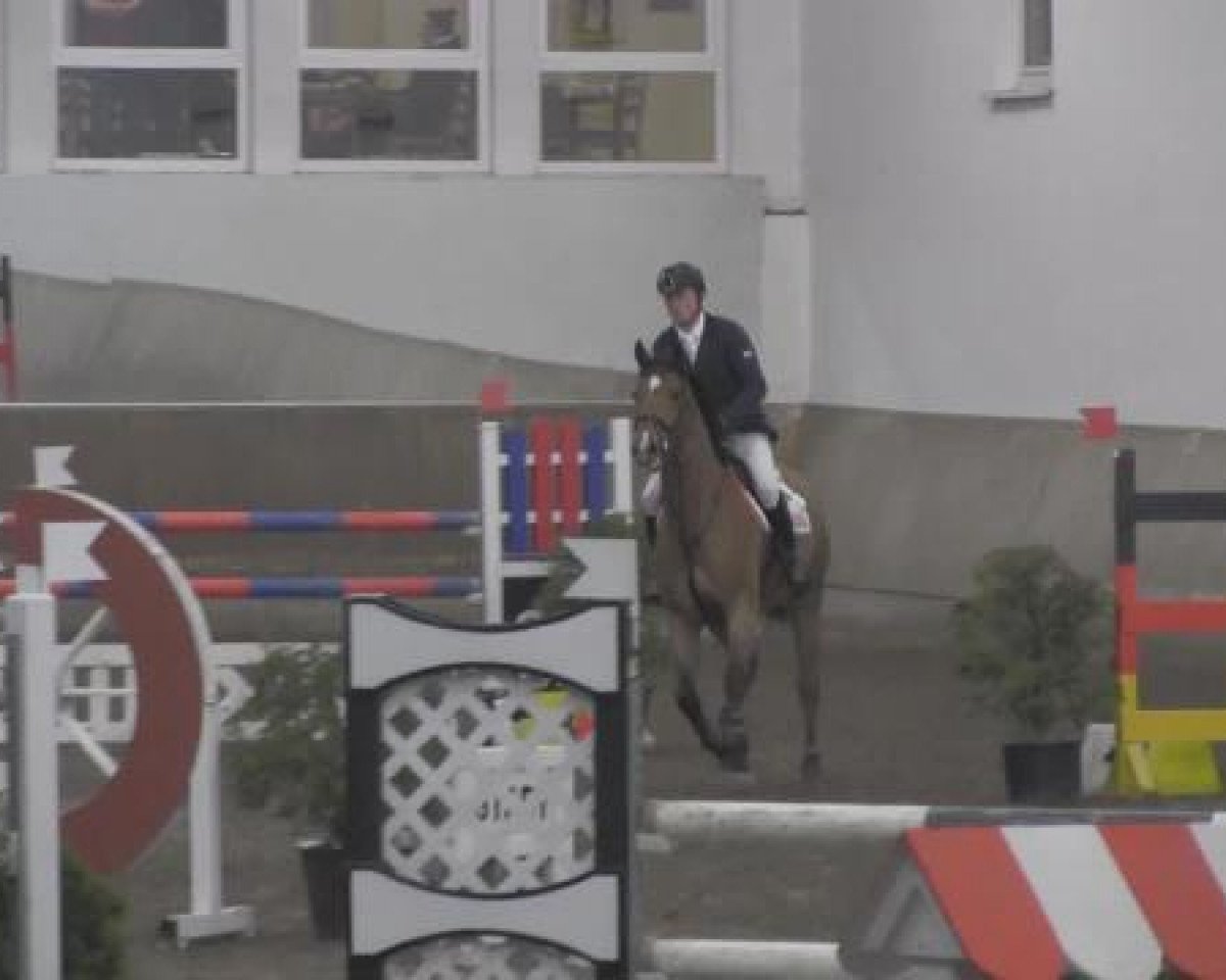 Springpferd Casco 11 (Holsteiner, 2009, von Berlin)