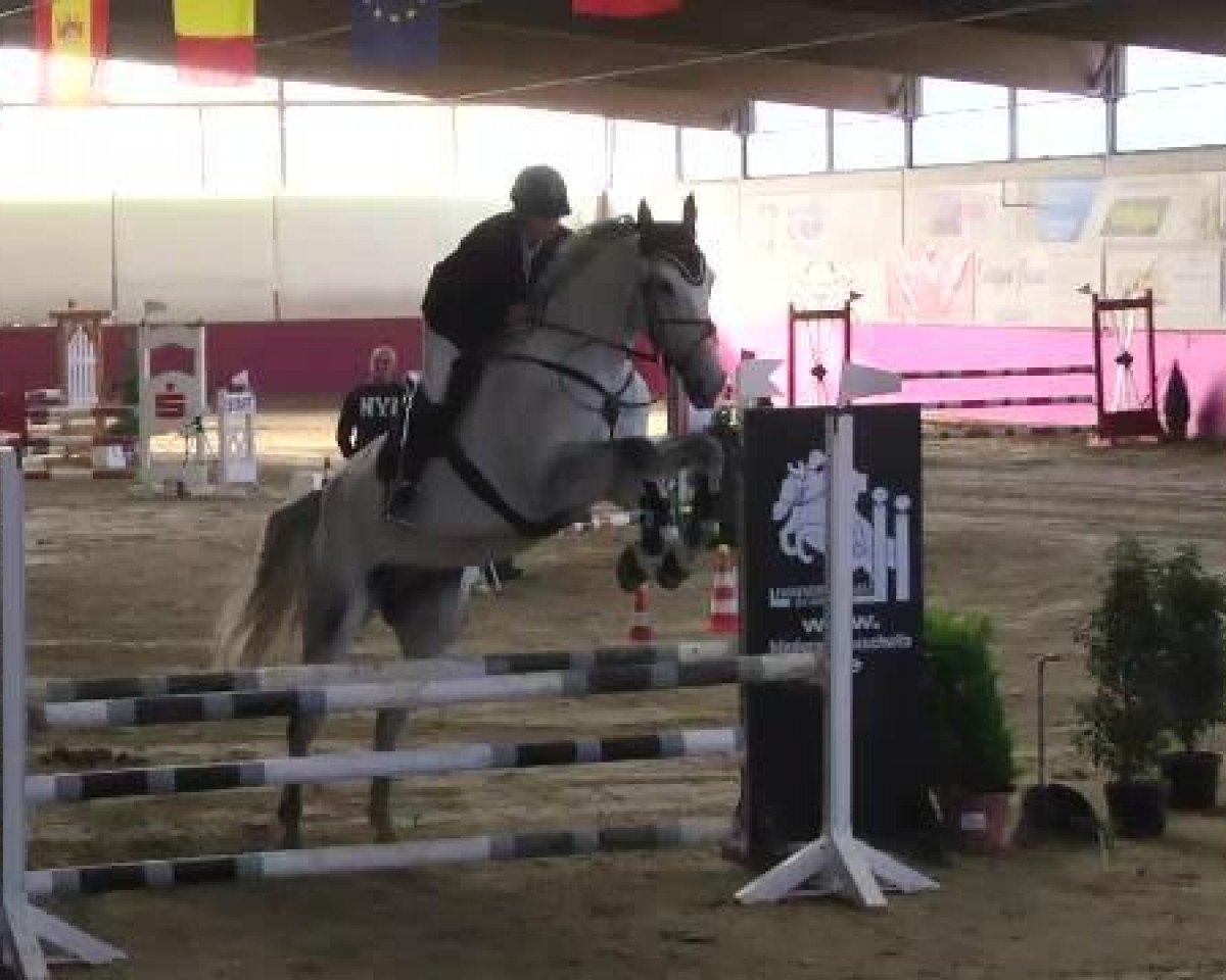 Springpferd Herakles (Belgisches Warmblut, 2007, von Blue Boy van Berkenbroeck)