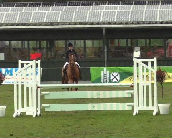 jumper Mila 42 (KWPN (Royal Dutch Sporthorse), 2007)