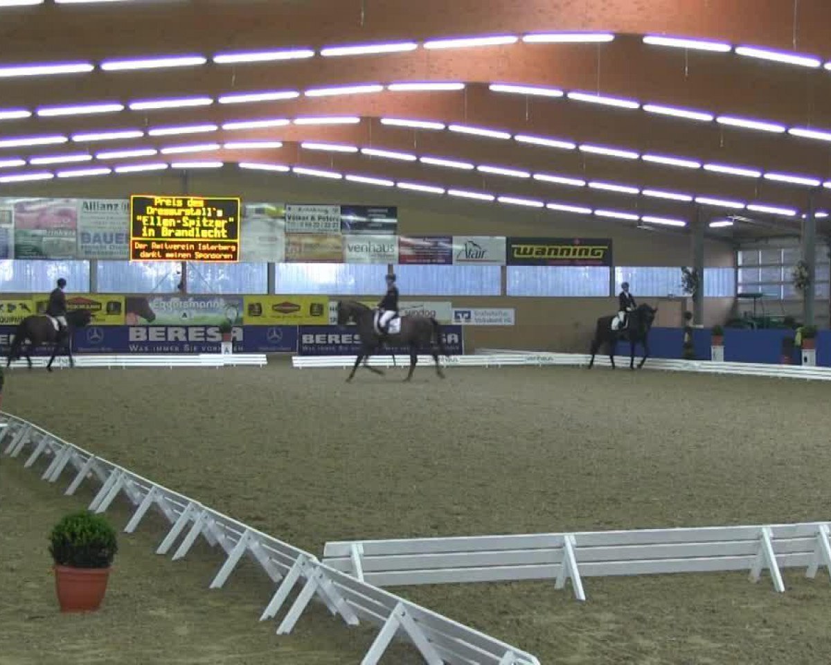 dressage horse Ultimate 11 (KWPN (Royal Dutch Sporthorse), 2001, from Quattro B)