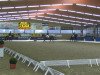 dressage horse Ultimate 11 (KWPN (Royal Dutch Sporthorse), 2001, from Quattro B)