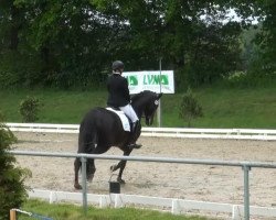 dressage horse Darlene 2 (Hanoverian, 2009, from De Niro)