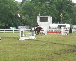 dressage horse Aquin 4 (Rhinelander, 2008, from Aquilino)