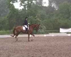 dressage horse Rheinfreude 2 (Rhinelander, 2009, from Rheingau)