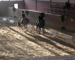 dressage horse Fabio 129 (German Riding Pony, 1996, from Fiorello)