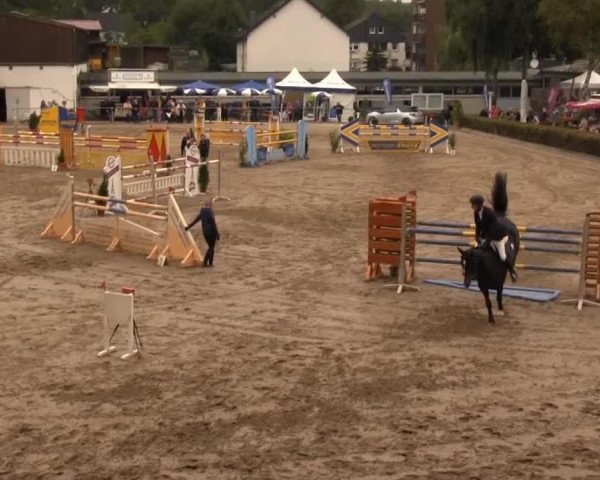 jumper Palermo 269 (Royal Warmblood Studbook of the Netherlands (KWPN), 2005, from Padinus)