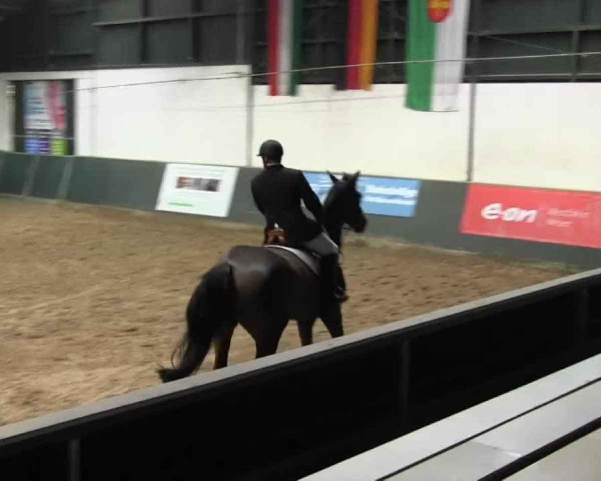 jumper Champion 121 (Westphalian, 2007, from Chardon)