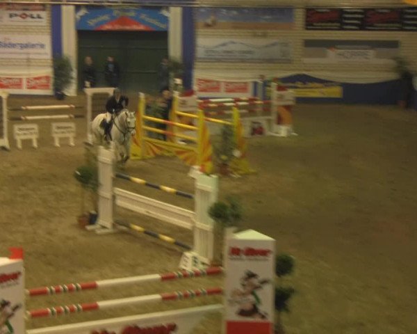 Springpferd Goldplay van de Dwerse Hagen (Belgisches Warmblut, 2006, von Winningmood van de Arenberg)