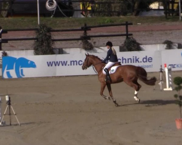 jumper Chris Gordina (Hanoverian, 2008, from Calido I)