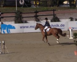 jumper Chris Gordina (Hanoverian, 2008, from Calido I)