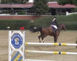 jumper Aaron (KWPN (Royal Dutch Sporthorse), 2005, from Padinus)