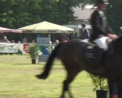 dressage horse Boemerang (KWPN (Royal Dutch Sporthorse), 2006, from Heartbreaker)