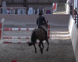 jumper Chica Bonita 7 (Hanoverian, 2009, from Canstakko)