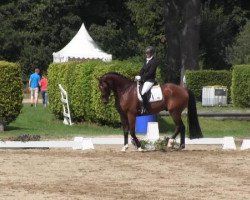 dressage horse Fandango (Oldenburg, 2009, from Florencio I)