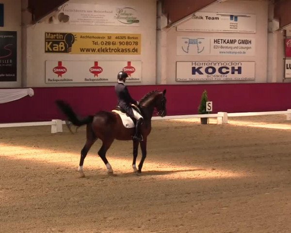 dressage horse Lord of Rock (Bavarian, 2003, from Lord Sinclair II)