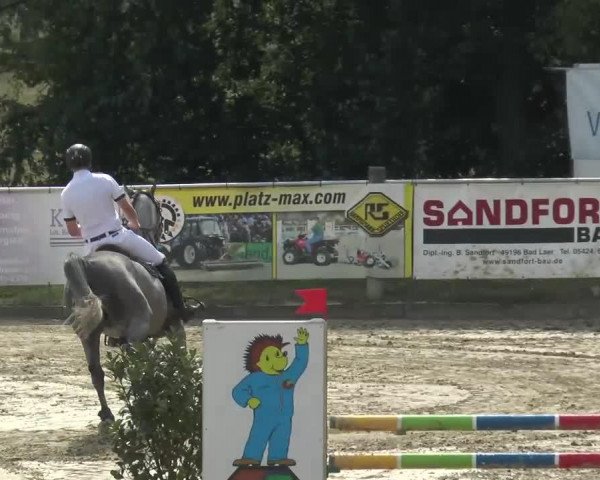 jumper Colchin (Oldenburg show jumper, 2008, from Colman)