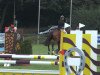 jumper Cooper T (Oldenburg show jumper, 2009, from Clinton H)