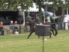 dressage horse Eddytorial (Hanoverian, 2009, from Escudo I)