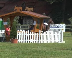 jumper Baila 9 (Oldenburg show jumper, 2009, from Baldini II)