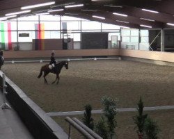 dressage horse De Lariano (Oldenburg, 2007, from De Niro)