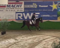 dressage horse Abdullah's Amor (Nederlands Rijpaarden en Pony, 1992, from Prins Abdullah Nomar van het Oosterveld ox)